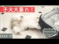 【シーズー】まったり動画のはずが子犬大興奮？！ベッドを使った一人遊びが斬新すぎた！【37日目】Puppy playing with his bed!