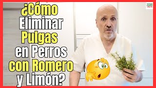 ¿COMO ELIMINAR PULGAS EN PERROS CON ROMERO Y LIMÓN?  REPELENTE NATURAL PARA PULGAS Y GARRAPATAS