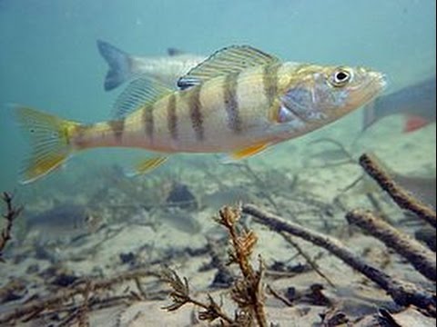PÊCHER UN POISSON SANS APPÂT - YouTube