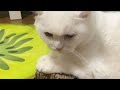 🔴Cat Live🇯🇵見守り🐱2026 #live #cat #scottishfold #猫 #قطة #кот #kucing #बिल्ली #gato #고양이