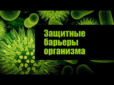 Видео: Являются ли функцией паутинные ворсинки?