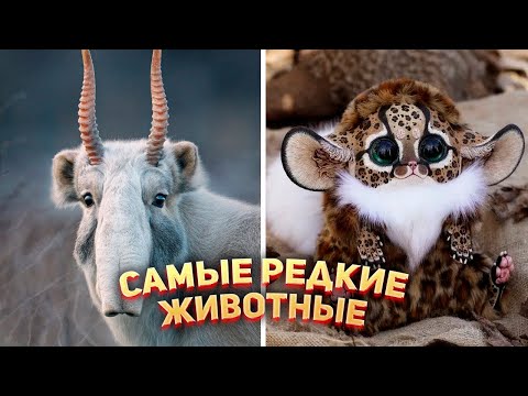 Видео: Какое самое неуклюжее животное?