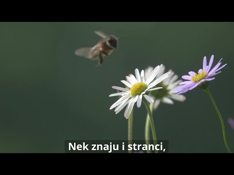 Zakleo se Bumbar