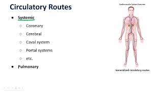 Introduction to Vasculature