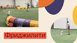 Фриджилити | Бордер колли | Первые соревнования по фризби | Border collie | fridgility | competition