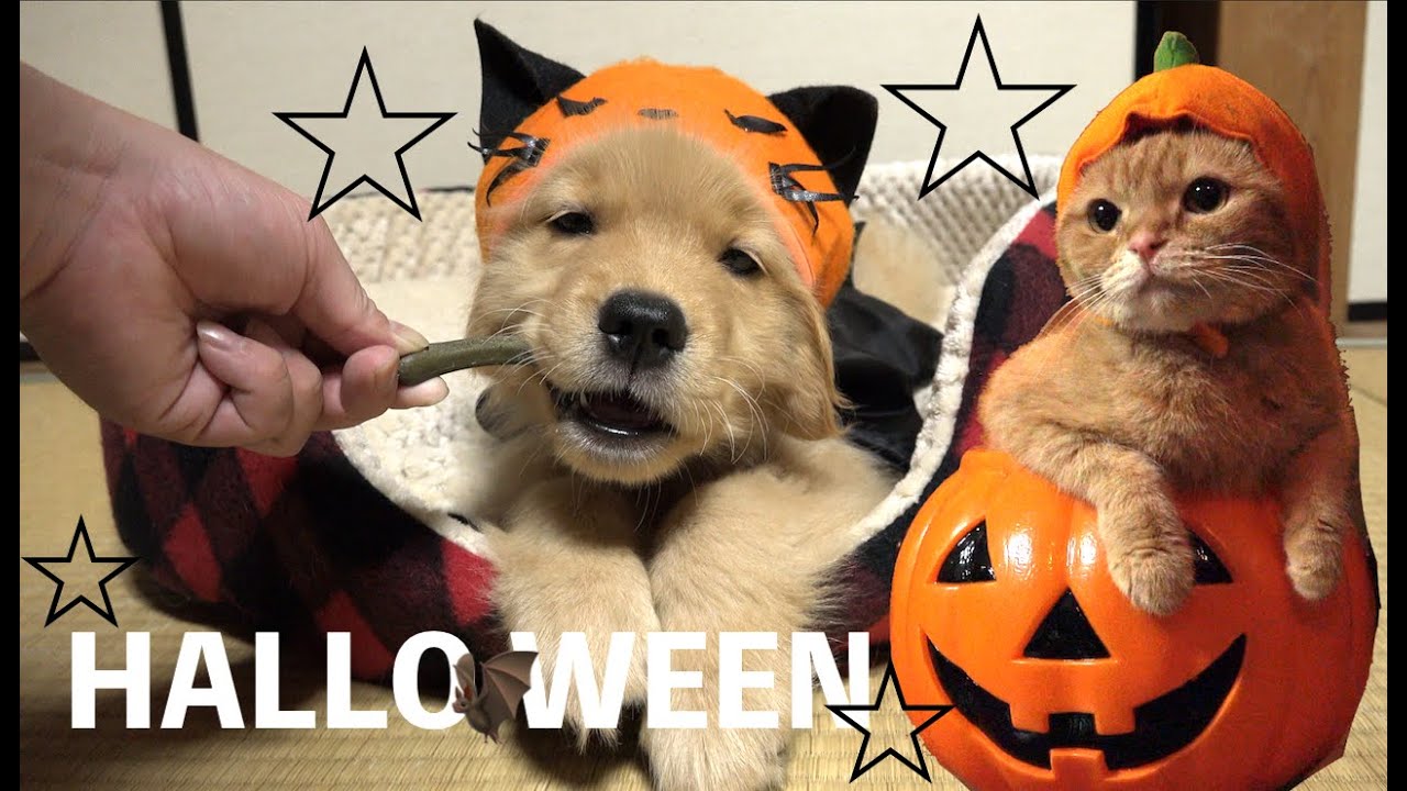 犬山玉姬 猫と犬 Halloween