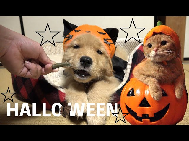 猫と犬 Halloween