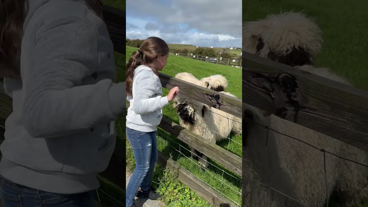 Black face sheep in Ireland. 
