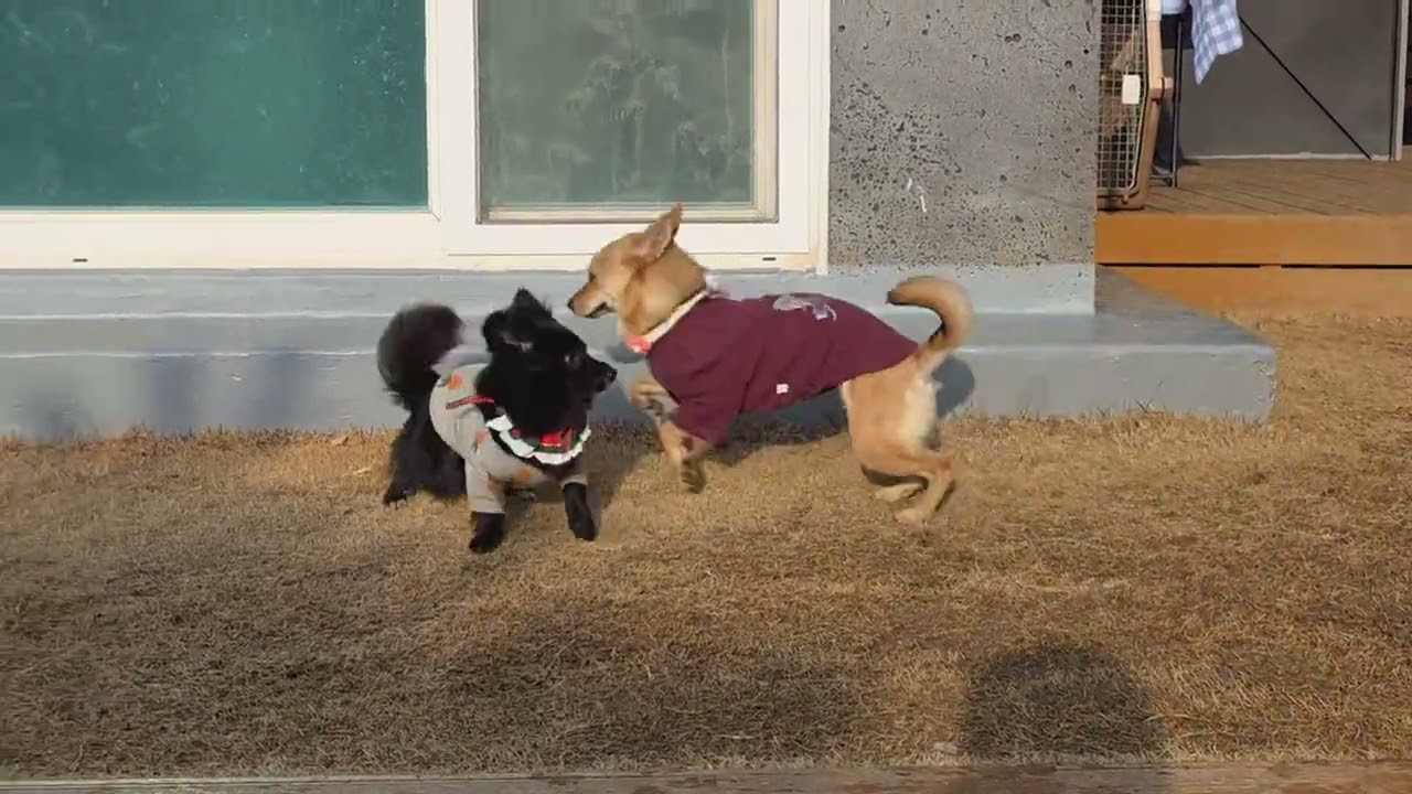 Hoshi, Berr playing with other dogs at a dog park🤣