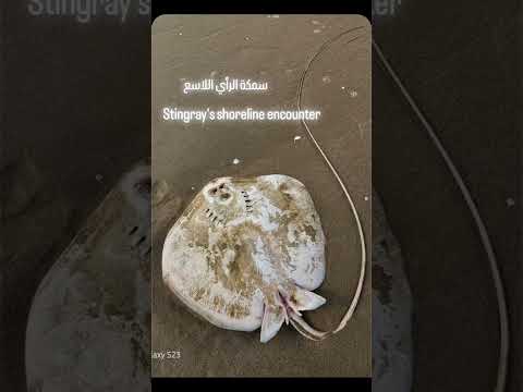       سمكة الراي اللاسع 