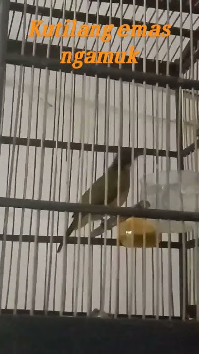 Burung kutilang emas pikat, ngotot banget guys