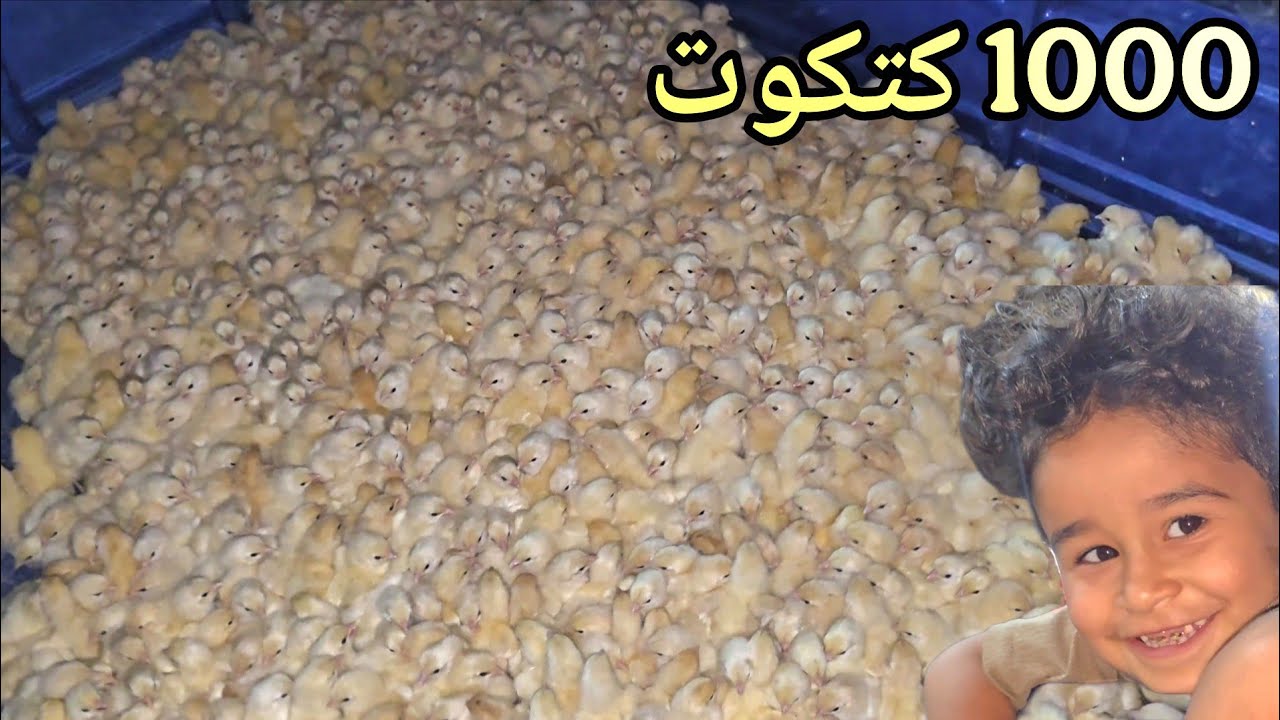 جبنة اكثر من 1000 كتكوت للكوري🐤😱
