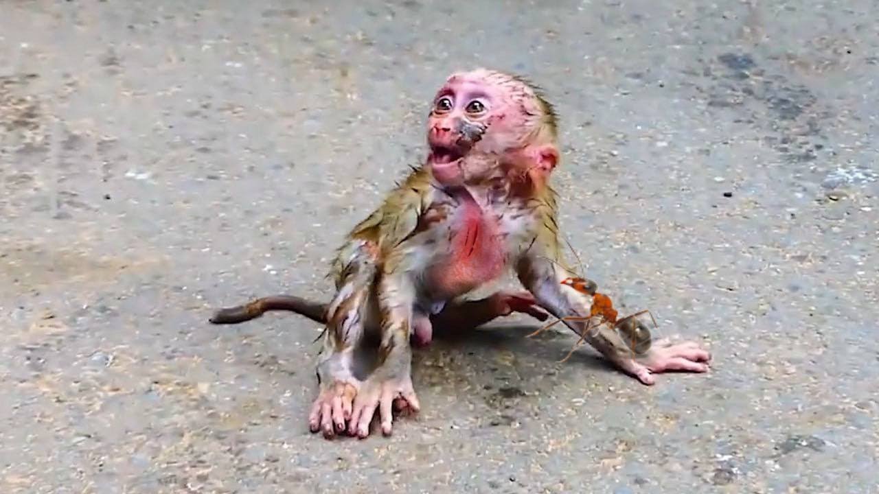 OhGodhelp!...Cute bb monkey New Clip video bb monkey