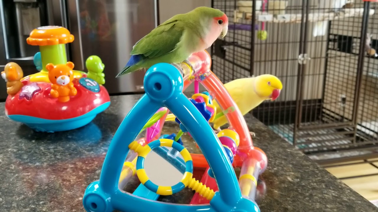 Johnny lovebird and Saul the Indian ringneck loving their new toys