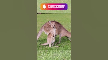 "Bí mật về chiếc túi của mẹ kangaroo" #kangaroo #chuộttúi