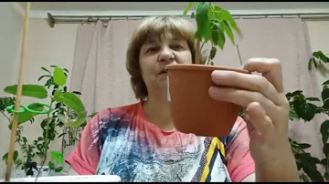пересадка эвкалипта лимонного в домашних условиях