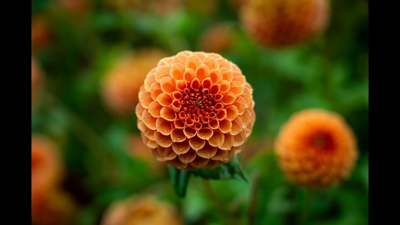 Psalm 55 to 56 | for relaxation | for peace | bible verses | living word of God | verses of Psalms