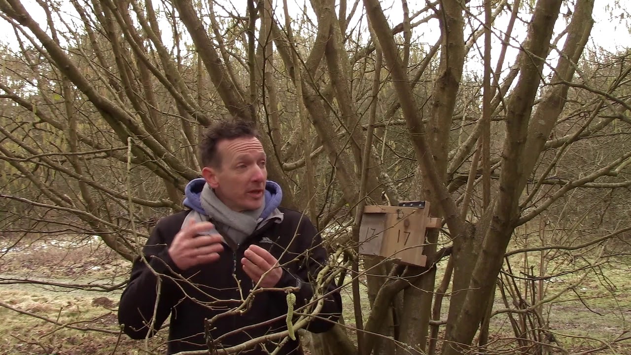 Beale Wildlife Park - Dormice in the wider estate (February 2021)