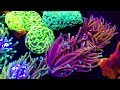 Incredible Corals of Reefapalooza Orlando, 2019