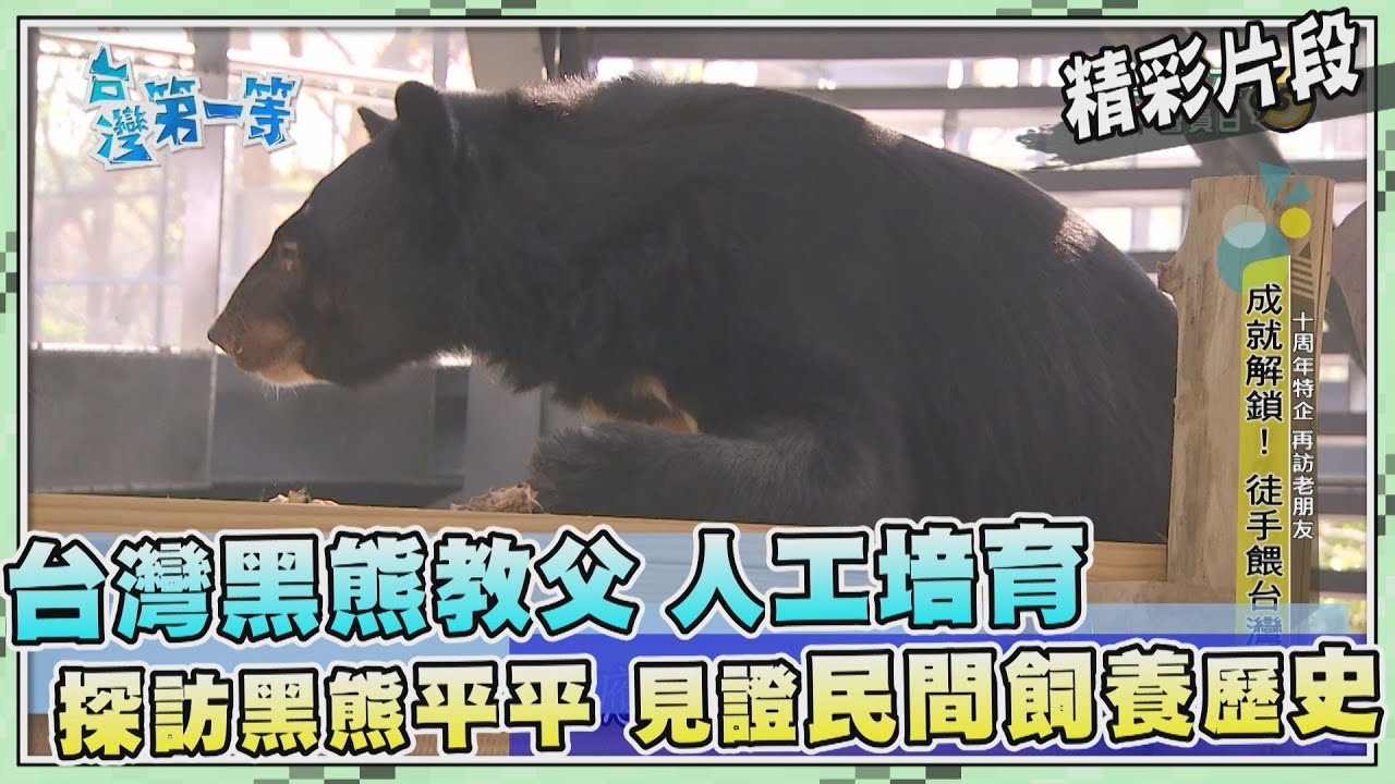 台灣第一等【探訪人工培育的黑熊平平 見證民間飼養台灣黑熊歷史（徒手餵黑熊）】_487集精選版