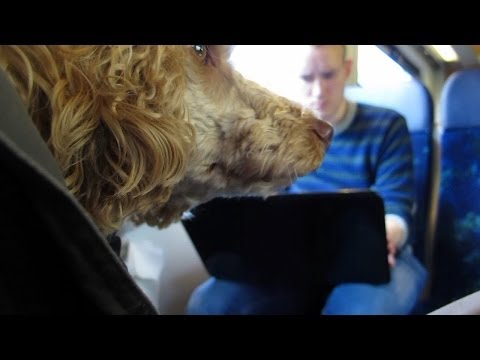 Video: Bestemmelser For Transport Af Hunde I Tog Og Fly