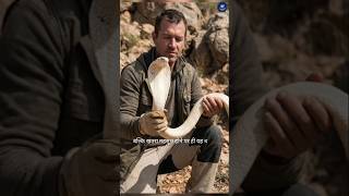 बदला लेने वाला सांप Face to Face with Cobra 😱|| #shorts #trendingshorts #snake #wildlife