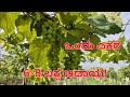 Grape Farming (Complete Guide) | Planting🍇, Growing, and Harvesting | Grape Cultivation 🍇
