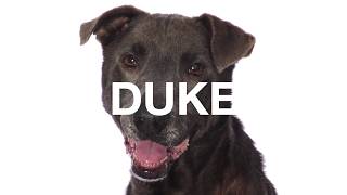 Adopt Duke at NKLA