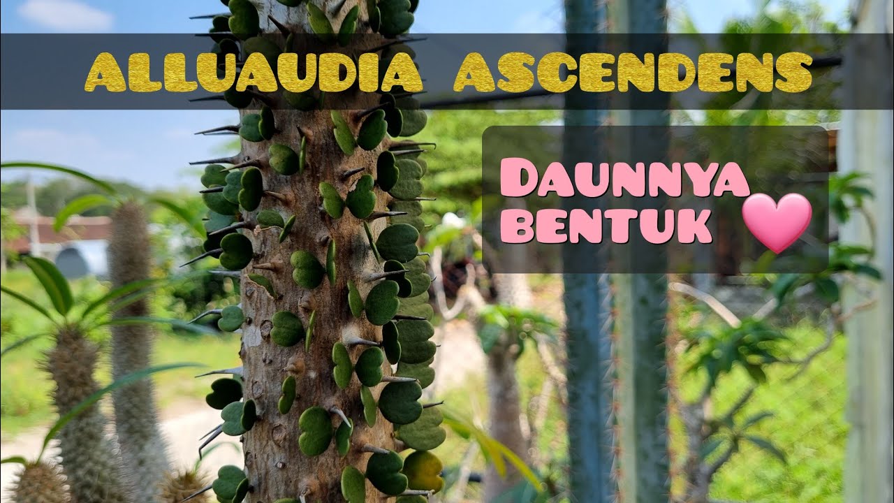 Alluaudia ascendens aka Drake