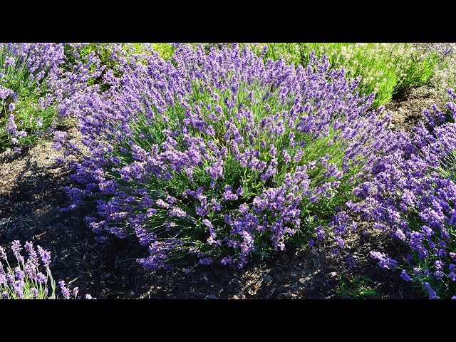 Lavandula 'Imperial Gem'//⭐Top Rated, Award Winning, Superb Performing Lavender