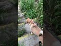 堪忍袋の尾が切れるワサビ #Shorts
