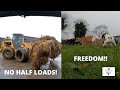 FREEDOM!!! CALVES GOING OUT TO GRASS -- MUCKING OUT THE SHED AND GRADING THE CALVES