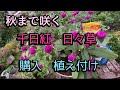 【日々草、千日紅を購入】梅雨の晴れ間　新しいお花をお迎え、植えました。