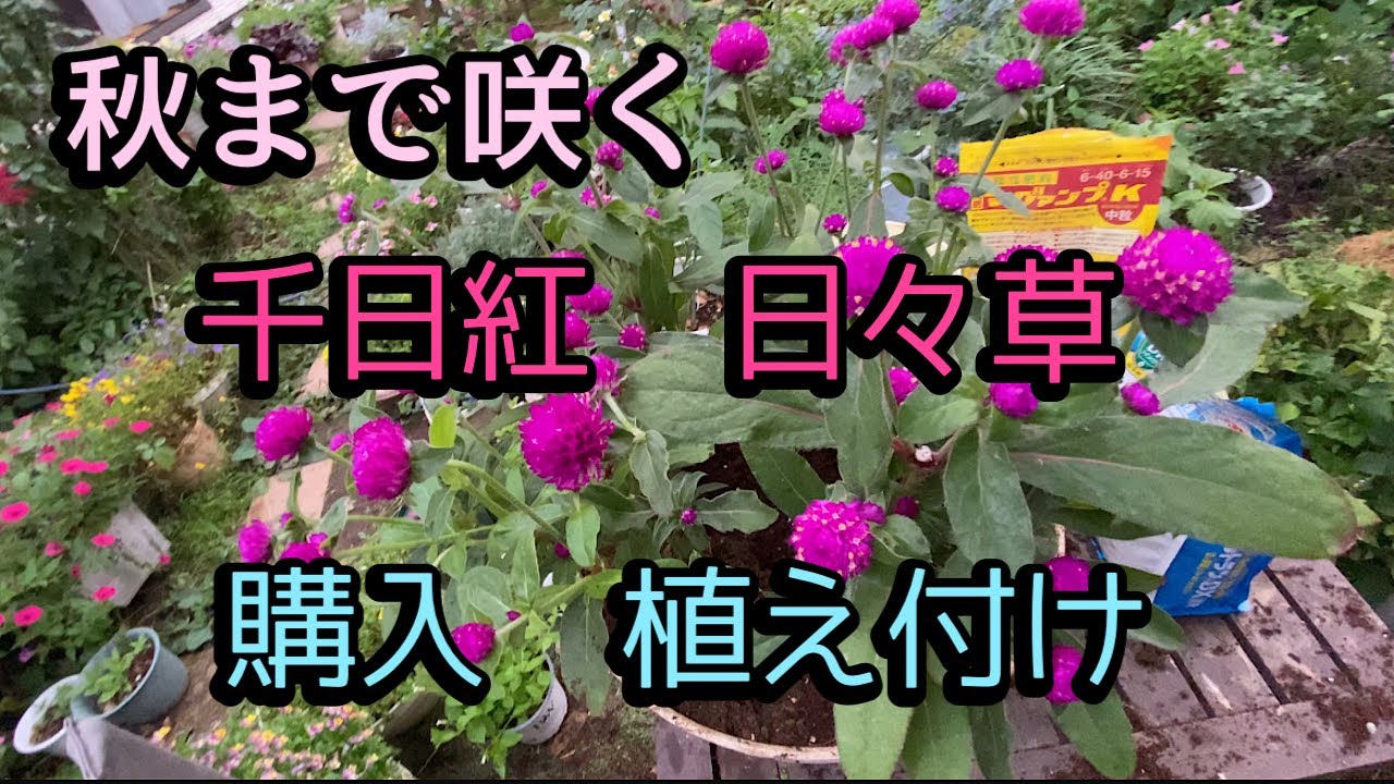 寄せ植え　かざくるま　日々草　千日紅　夏秋　アレンジメント　花　プレゼント 寄せ植え かざくるま 日々草 千日紅 夏秋 アレンジメント 花