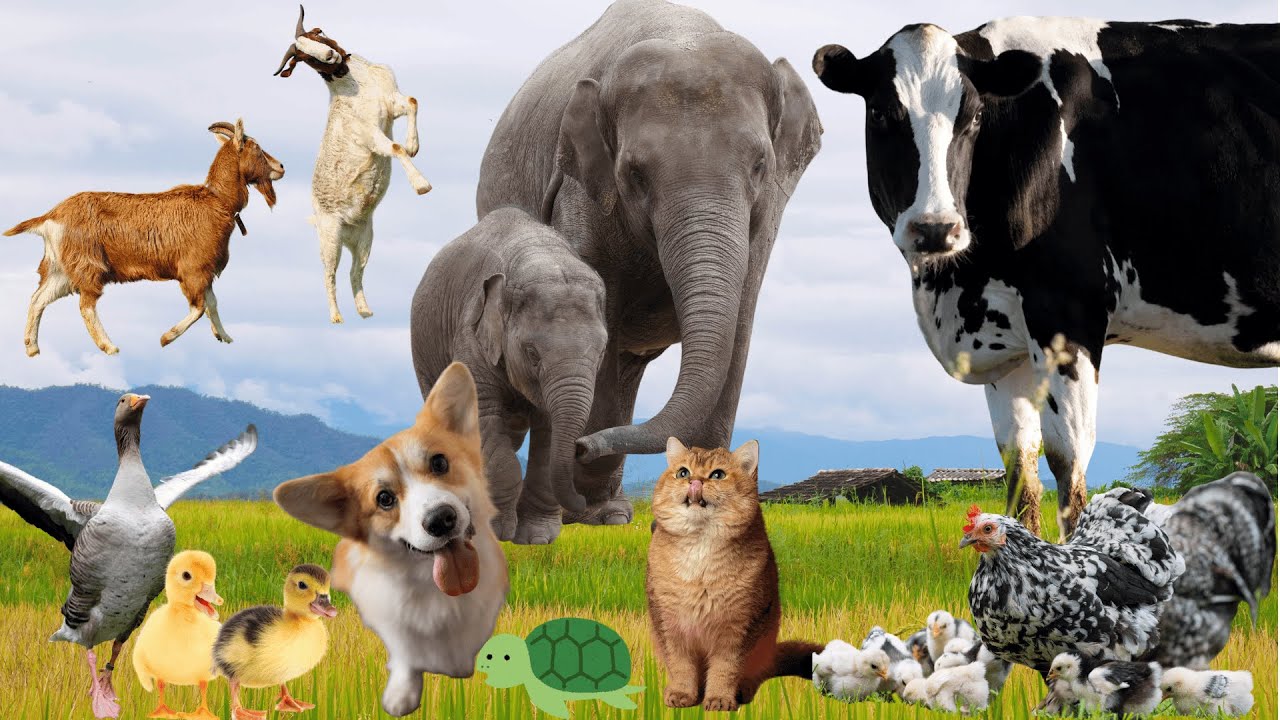 Farm Sounds: Cow, Dog, Cat, Duck, Elephant, Goat - Familiar Animal Moments