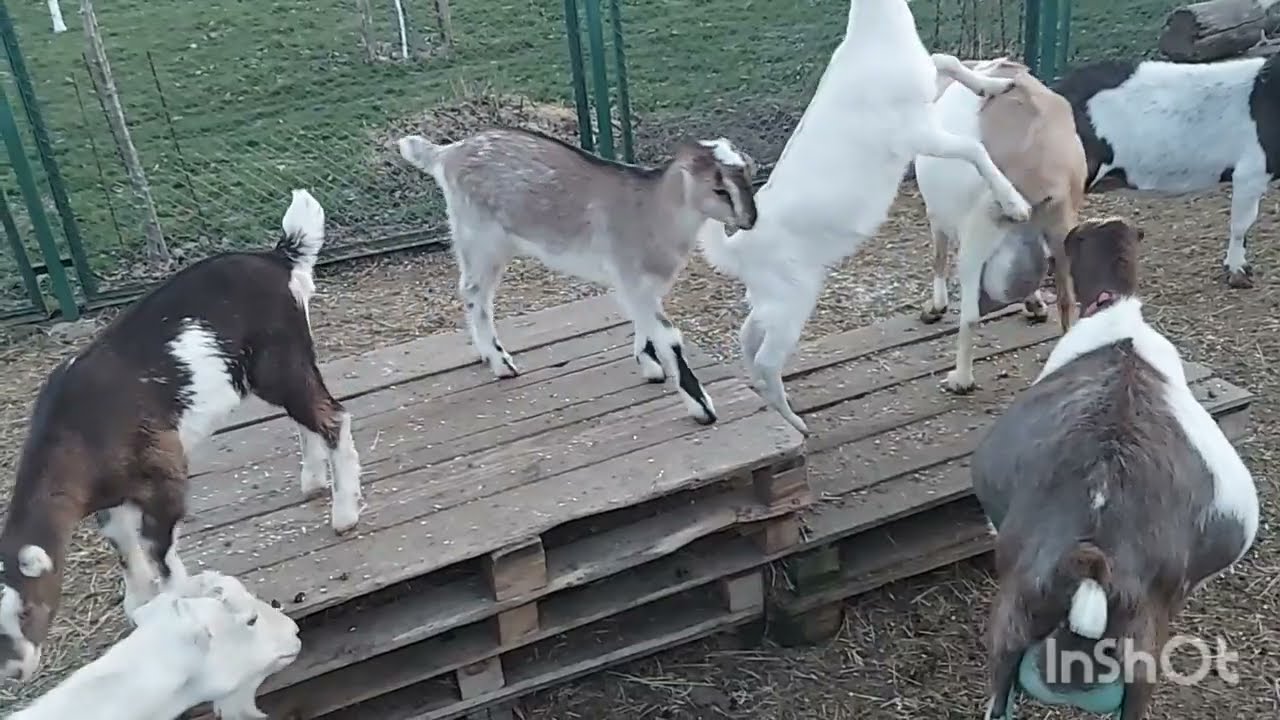 Вечірнє рандеву з ламанчами  ,  Квасолька народила  ,  а ще  покажу трохи свої хвойники  .