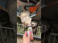 New ferrets’ hammocks | Новые гамаки хорьков