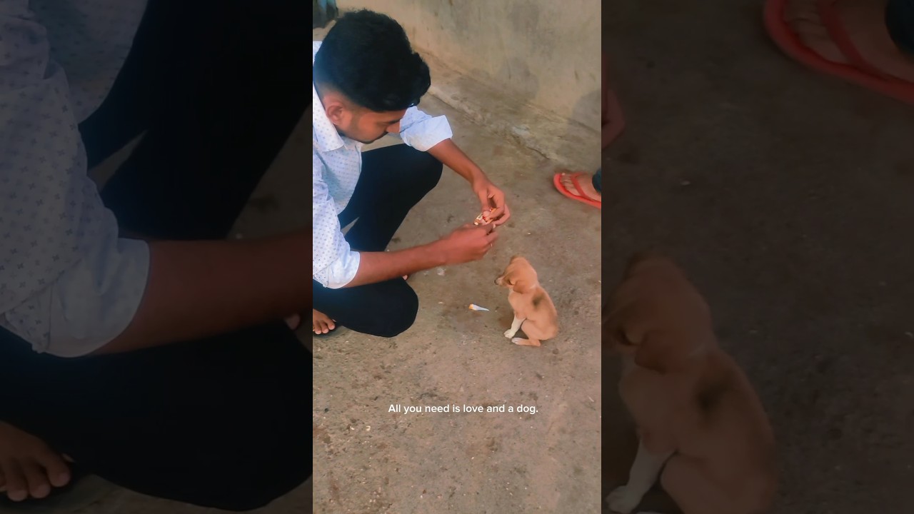 Respect street animals || Give food 