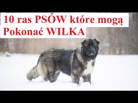 Wideo: 11 ras psów, które dają najlepsze oko boczne