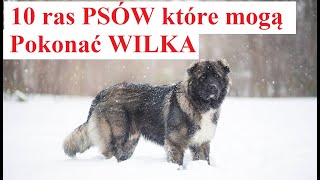 10 ras PSÓW które mogą Pokonać WILKA