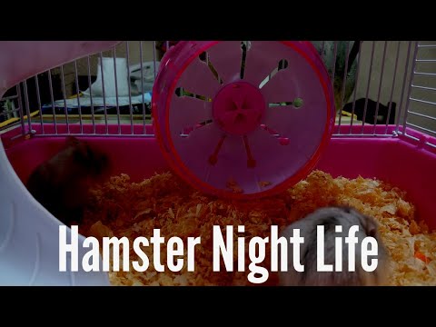 Video: Bacteriële Ziekte (ziekte Van Tyzzer) Bij Hamsters