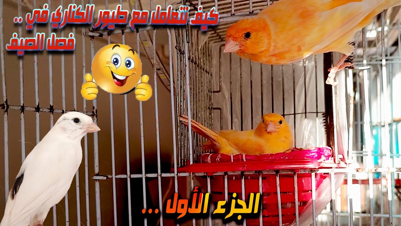 كيف نتعامل مع طيور الكناري في فصل الصيف (الجزء الأول)How do we deal with canaries in the summer?