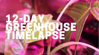 12-Day Greenhouse Timelapse