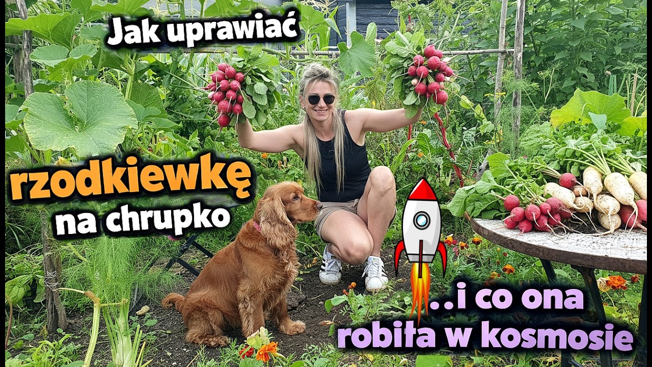 Jak uprawiać rzodkiewkę krok po kroku. Kompletny przewodnik poradnik ogrodniczy #rzodkiewka #ogród
