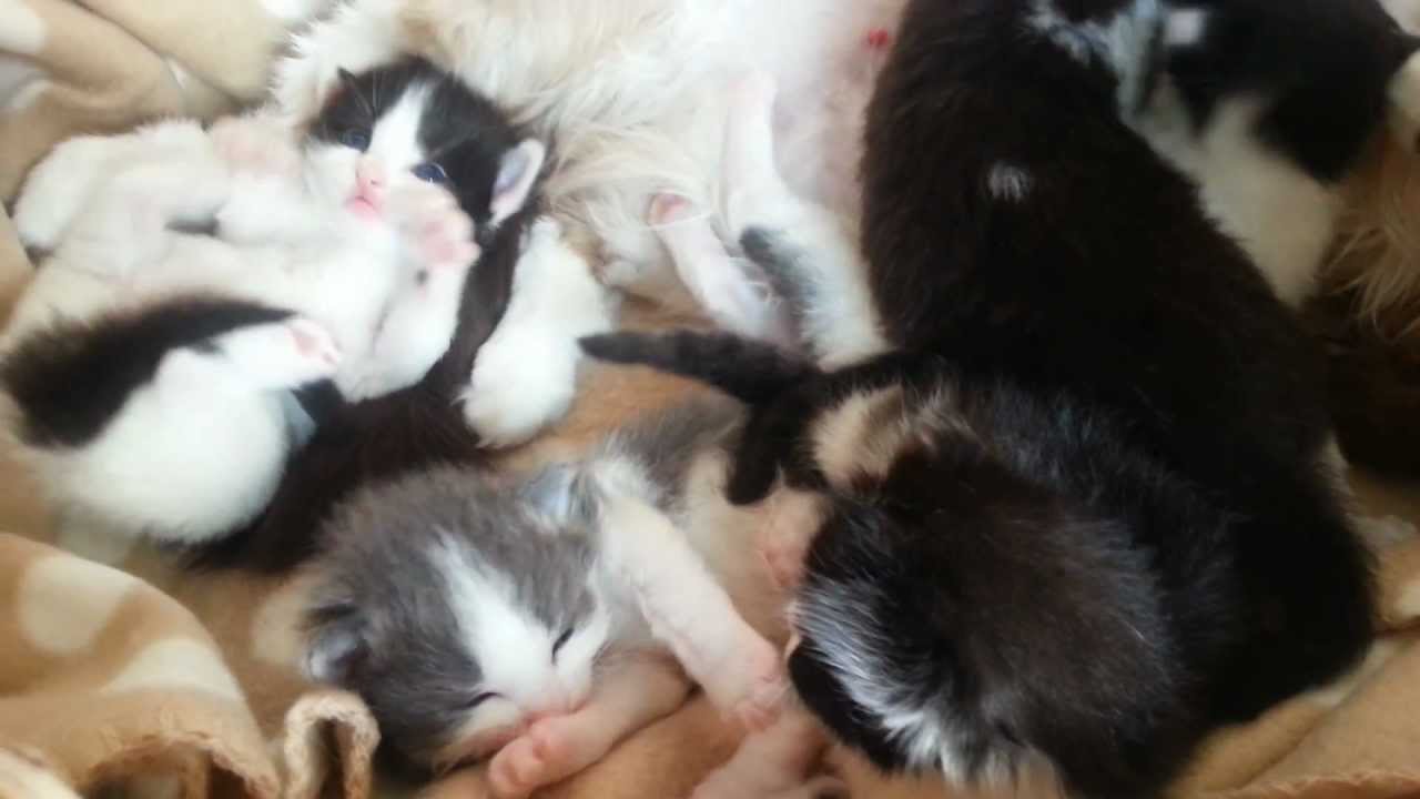 18 day old kittens