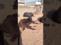 #buffalo #cow #baffalo #murrah #animals