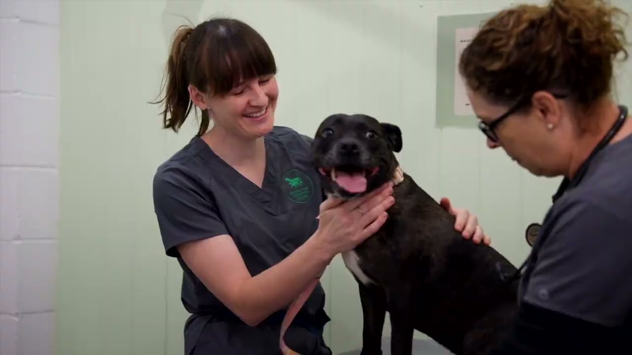 Your local Loganholme vet Bryants Road Vet