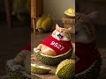 This Cat Will Make Your Day Better ❤️