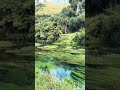 Blue springs newzealand