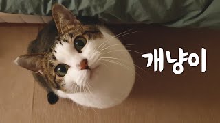A cat that understands human speech